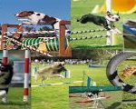 Cours collectifs d’agility MJC