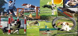 Cours collectifs d’agility MJC