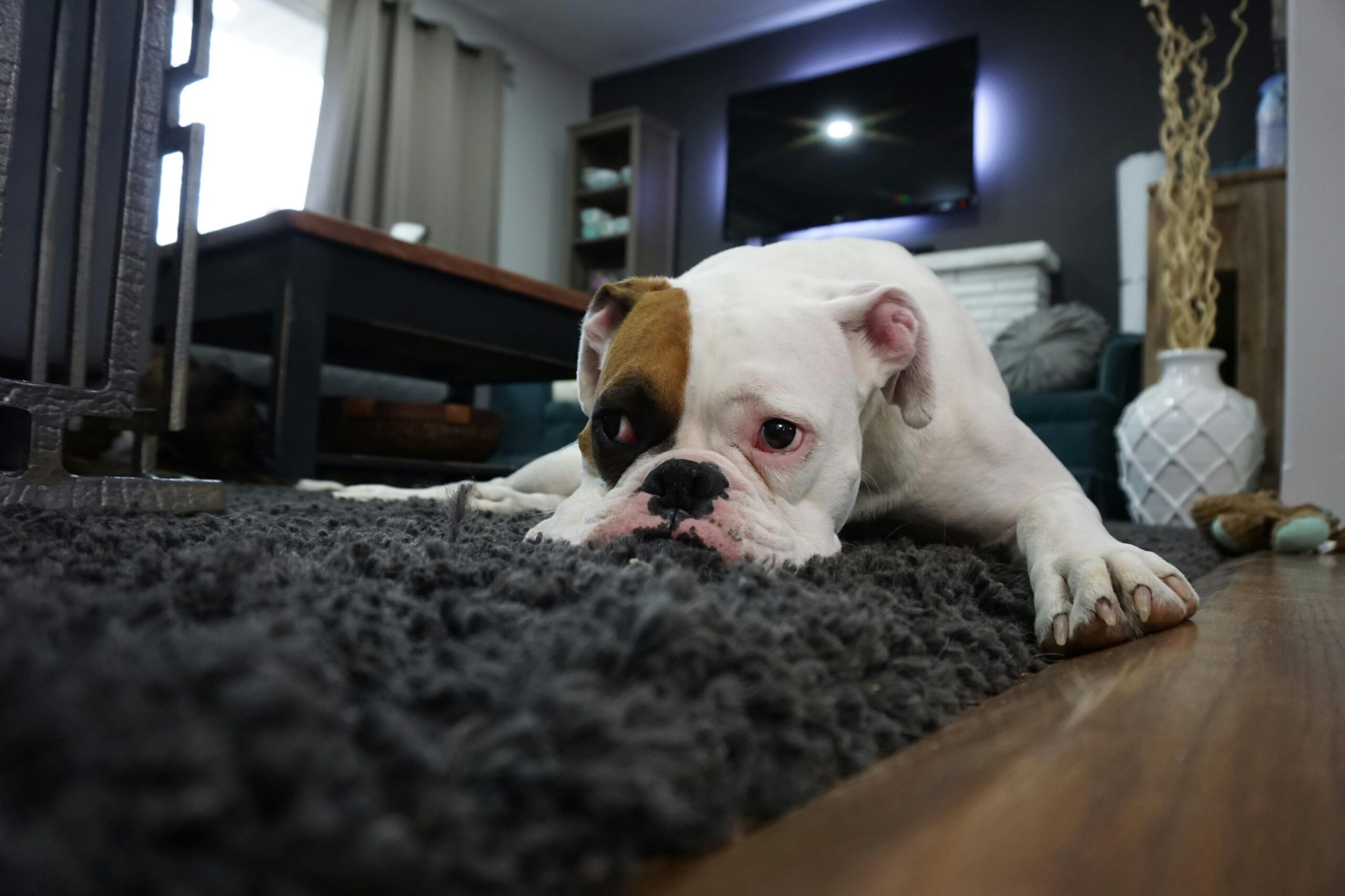 Cours individuels d'Éducation canine, Obéissance et autres Problématiques - Débutant à Expert