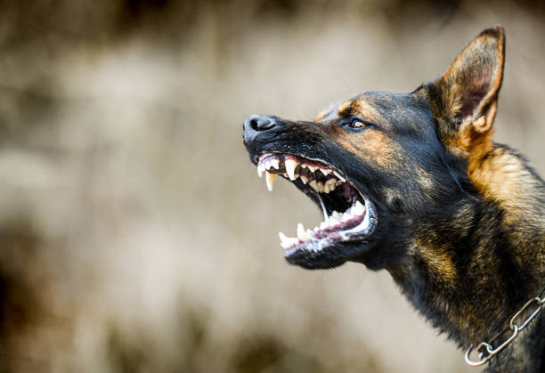 Cours individuels - Spécialité : Chien agressif, nerveux ou aboyeur !